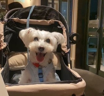 えんじゅちゃんのトップ写真